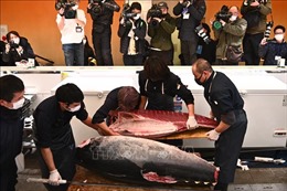 Con cá ngừ nặng 212 kg được bán với giá 271.500 USD