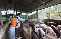 Dự kiến công bố vaccine phòng bệnh dịch tả lợn châu Phi vào cuối quý I