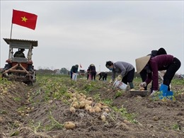 Người dân thị xã Đông Triều hồ hởi xuống đồng đầu Xuân