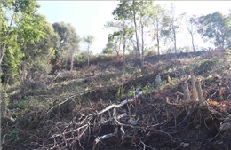 Xác minh việc thi công đường Trường Sơn Đông làm thiệt hại hơn 15 ha rừng đặc dụng