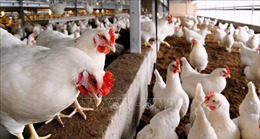 Hà Lan tiêu hủy hàng chục nghìn con gà nghi nhiễm cúm gia cầm