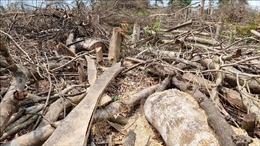 Vụ phá rừng ở Đakrông, Quảng Trị: Hơn 18,6 ha rừng tự nhiên bị chặt hạ