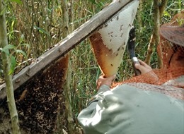 Đậm đà mật ong rừng U Minh Thượng