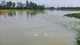 Nhiều ruộng đồng ở Vĩnh Phúc ngập nặng sau cơn mưa lớn kéo dài