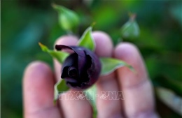 &#39;Giải cứu&#39; hoa hồng đen quý hiếm 