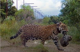 Hai con báo đốm hiếm hoi được sinh ra trong tự nhiên ở Argentina