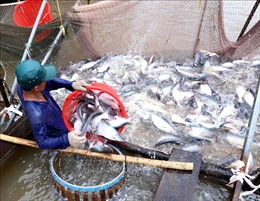 Người nuôi vẫn chưa có lãi dù giá cá tra giống giảm mạnh