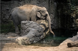Virus nguy hiểm tấn công vườn thú ở Thụy Sĩ làm chết 3 con voi