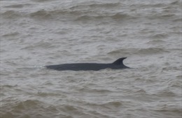 Cá voi xuất hiện trên vùng biển Vĩnh Thực
