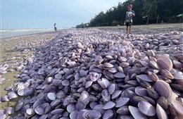 Hàng chục tấn ngao giấy trôi dạt vào bờ biển Nam Định