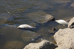 Cá chết hàng loạt trên sông Oder dọc biên giới Ba Lan - Đức