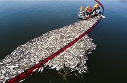 Đức vớt hàng trăm tấn cá chết từ sông Oder
