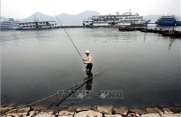 Thả các loài cá quý hiếm xuống sông Dương Tử