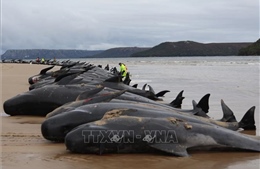 Lực lượng cứu hộ Australia nỗ lực giải cứu cá voi hoa tiêu mắc cạn