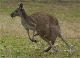 Hy hữu kangaroo tấn công người gây tử vong tại Australia