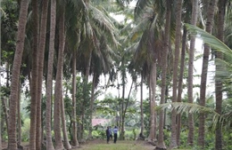 Khuyến khích nhân rộng mô hình trồng dừa xen ca cao