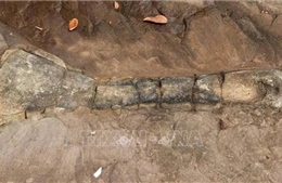 Campuchia công bố phát hiện hóa thạch xương khủng long