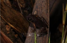 Phát hiện loài ếch mới tại miền Nam Trung Quốc