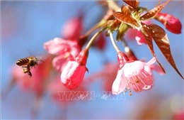 Lung linh sắc hoa Tớ Dày - mùa Xuân sớm nơi rẻo cao Tây Bắc