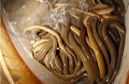 Nhân rộng mô hình nuôi lươn không bùn trong bể xi măng