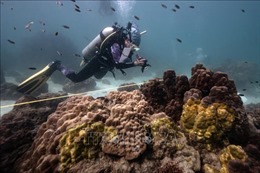 Bệnh quầng vàng tàn phá các rạn san hô của Thái Lan
