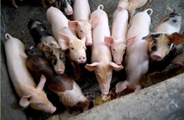 Hàng trăm con lợn chết tại Indonesia nghi do nhiễm virus tả lợn châu Phi