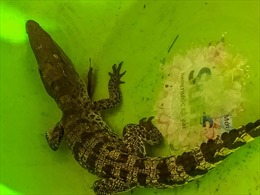 Cần Thơ: Bất ngờ bắt được cá sấu khi đang làm vườn