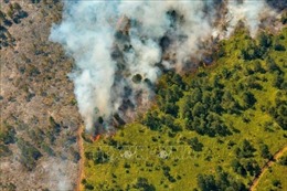 &#39;Giặc lửa&#39; thiêu rụi gần 3.600 ha rừng của Cuba