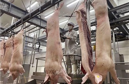 Cục Thú y: Lào tạm ngừng nhập khẩu thịt lợn của Việt Nam không ảnh hưởng lớn đến tiêu thụ thịt lợn