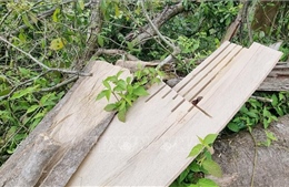 Làm rõ hàng chục cây rừng tự nhiên bị đốn hạ ở Đakrông
