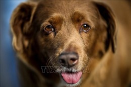 Chú chó già nhất thế giới kỷ niệm sinh nhật lần thứ 31