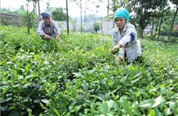 Gắn kết sản xuất với đầu ra ổn định cho sản phẩm nông sản