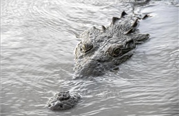 Cá sấu xuất hiện trên kênh Quảng Lộ - Phụng Hiệp