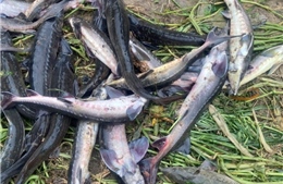 Lũ quét gây thiệt hại cho người nuôi cá tầm ở Lai Châu