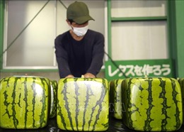 Nhật Bản bắt đầu xuất lô dưa hấu vuông đầu tiên trong năm