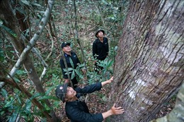 Phát huy tiềm năng du lịch sinh thái gắn với nâng cao ý thức bảo vệ rừng