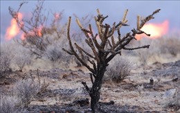 Nhiều cây Joshua quý bị thiêu rụi do cháy rừng tại Mỹ