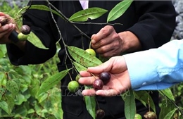 Hà Giang: 11 trẻ bị ngộ độc do ăn quả hồng châu