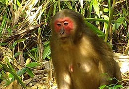 Tiếp nhận khỉ mặt đỏ tại Vườn Quốc gia Xuân Sơn