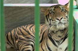 Bắt quả tang vụ tàng trữ một con hổ nặng 250 kg, được mua về để nấu cao