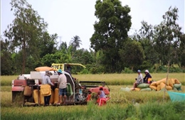 Năm sản xuất lúa gạo thắng lợi của vùng Đồng bằng sông Cửu Long