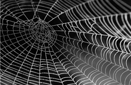 Chế tạo tơ nhện nhân tạo chắc gấp 6 lần áo chống đạn