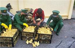 Tăng cường phòng, chống buôn lậu, gian lận thương mại tại Quảng Ninh