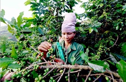 Phát triển bền vững, nâng tầm giá trị cà phê Sơn La