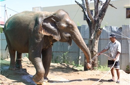 Con voi nổi tiếng Sambo của Campuchia đã chết