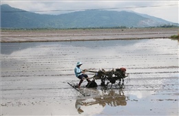 Gieo cấy vụ Đông Xuân sớm để ứng phó hạn mặn