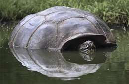 Rác thải đe dọa loài rùa khổng lồ Galapagos 