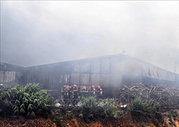 Cháy trang trại nấm rộng hơn 3 hecta ở Lâm Đồng