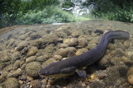 Nhân giống thành công loài lươn có nguy cơ tuyệt chủng