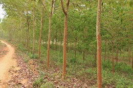 Dừng thí điểm cho hộ nông dân góp vốn trồng cây cao su bằng quyền sử dụng đất